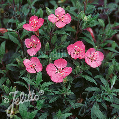 Glowing Magenta Evening Primrose - Oenothera kunthiana