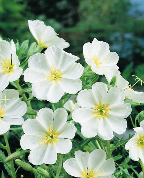 Innocence evening primrose Innocence Evening Primrose - Oenothera pallida