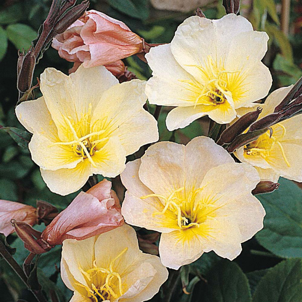 Lemon Sunset evening primrose Evening Primrose Lemon Sunset - Oenothera odorata 'Sulphurea'