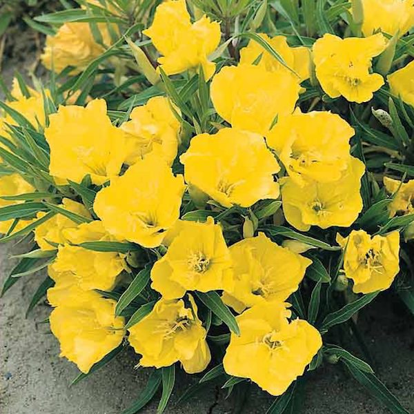 Missouri evening primrose Missouri Evening Primrose - Oenothera macrocarpa