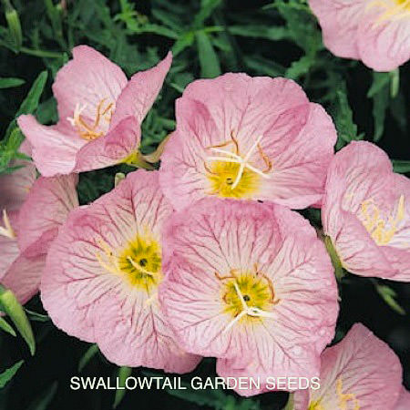 Pink Petticoats evening primrose Pink Petticoats Evening Primrose - Oenothera speciosa 'Rosea'