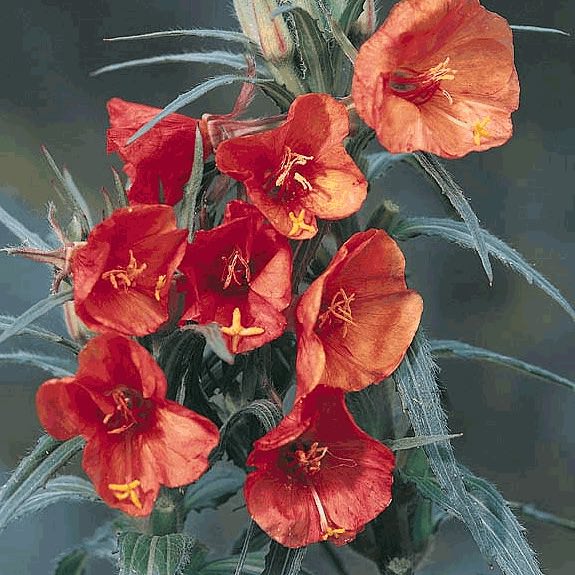 Sunset Boulevard evening primrose Evening Primrose Sunset Boulevard - Oenothera versicolor