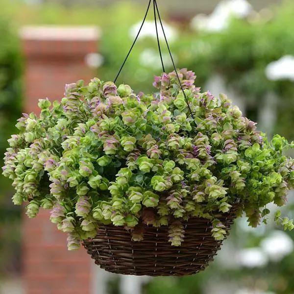 Ornamental Oregano Kirigami Plant