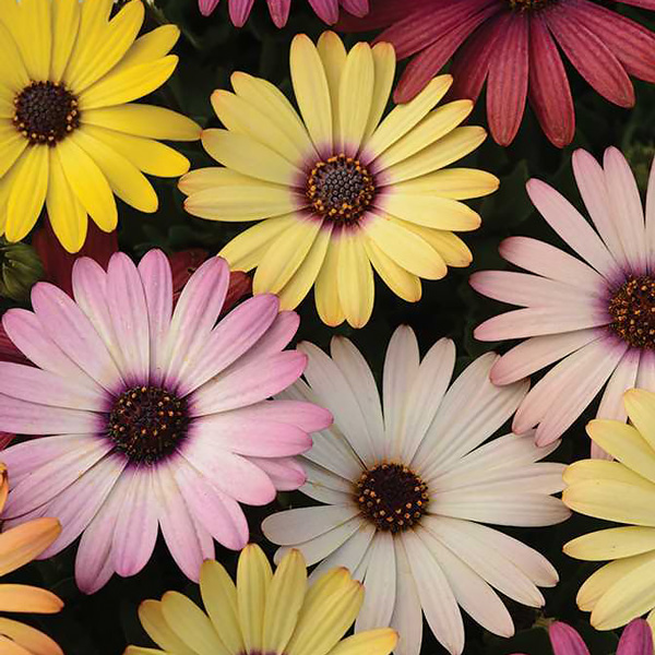 Akila Grand Canyon Mix osteospermum Akila Grand Canyon Mix osteospermum seeds