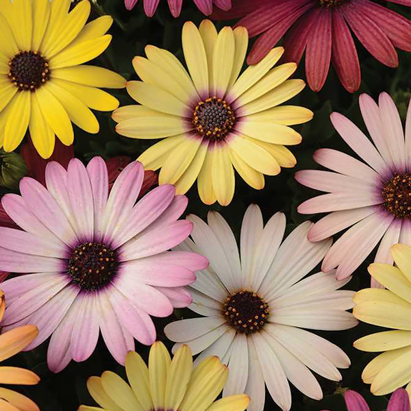 Akila Grand Canyon Mix osteospermum seeds