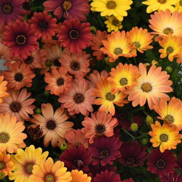 Akila Sunset Shades osteospermum seeds