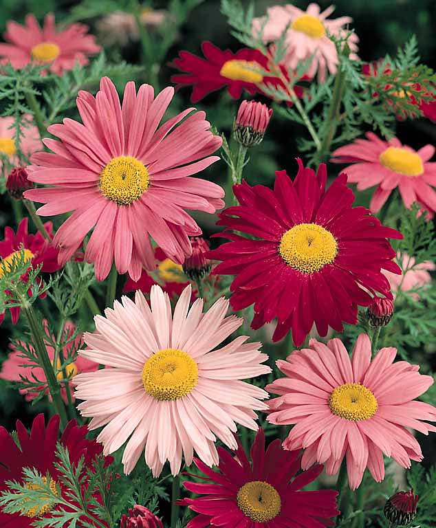 Painted daisy Robinson's Single Mix - Tanacetum coccineum