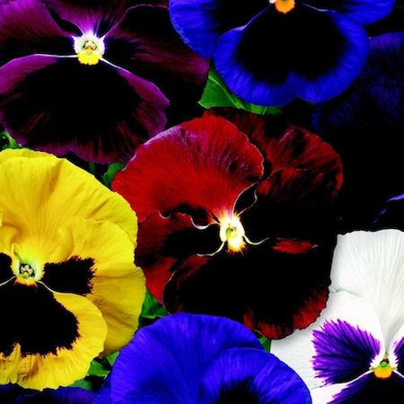 Colossus Blotch Mix pansy Pansy Colossus Blotch Mix