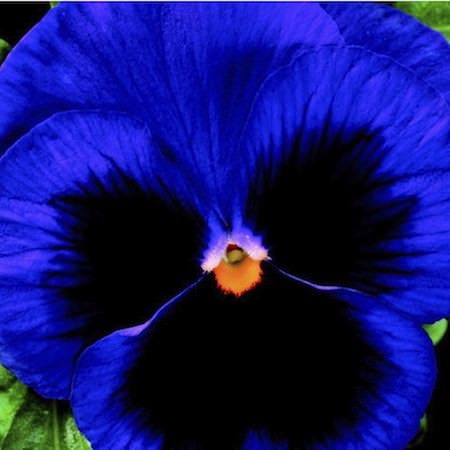 Colossus Deep Blue Blotch pansy Pansy Colossus Deep Blue Blotch