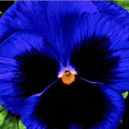 Pansy Colossus Deep Blue Blotch