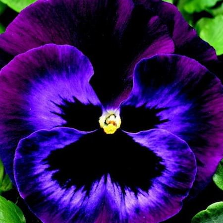 Pansy Colossus Neon Violet