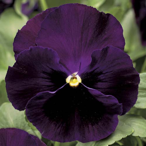 Pansy Colossus Purple with Blotch Seeds