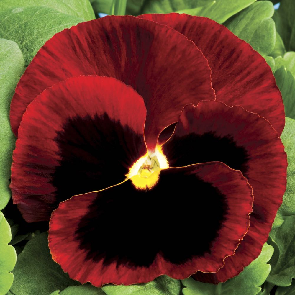 Pansy Colossus Red with Blotch