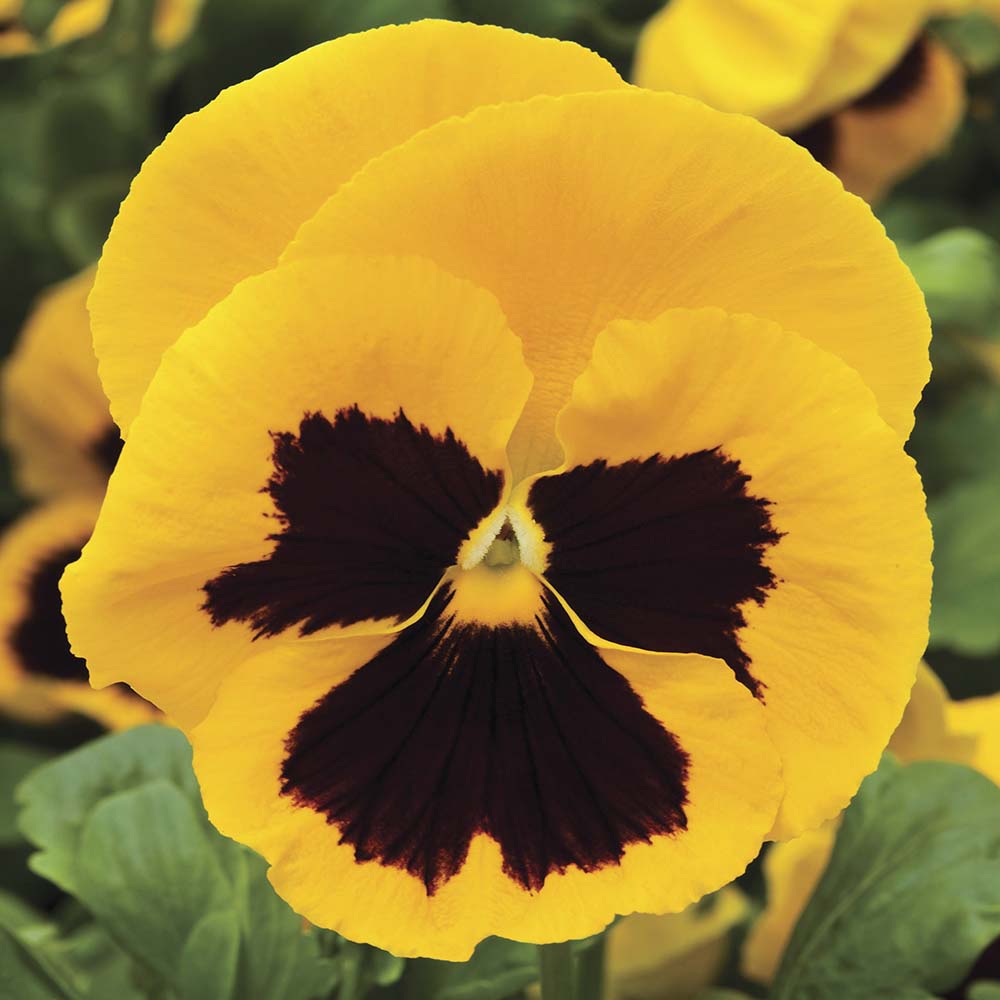 Pansy Colossus Yellow with Blotch Seeds