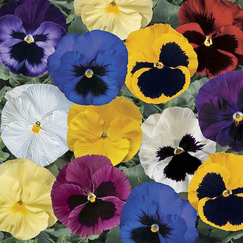 Pansy Delta Pro All Colors Mix