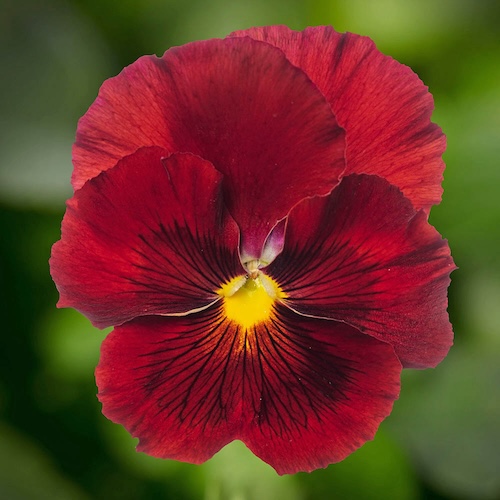 Pansy Delta Pro Clear Red