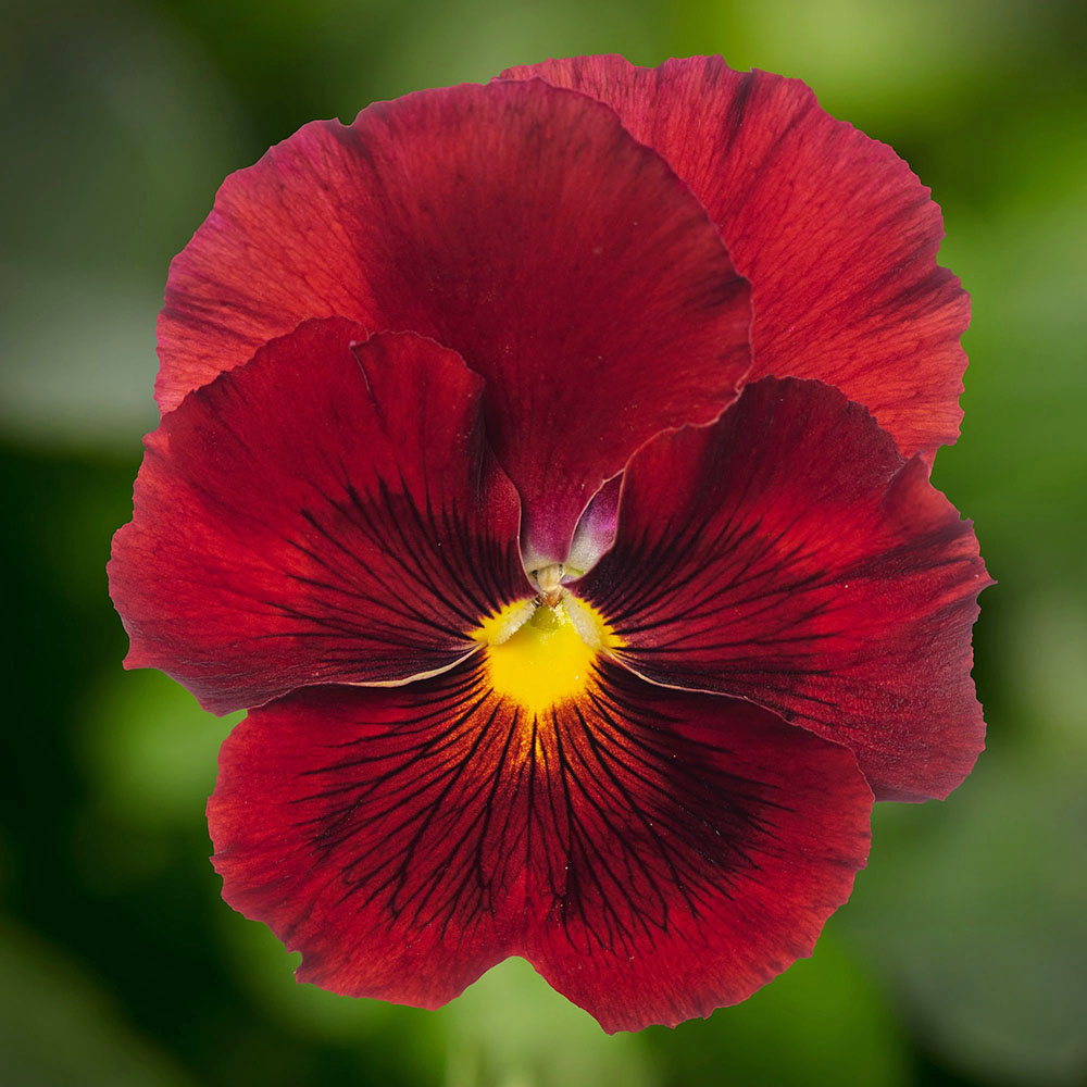 Pansy Delta Pro Clear Red Pansy Delta Pro Clear Red