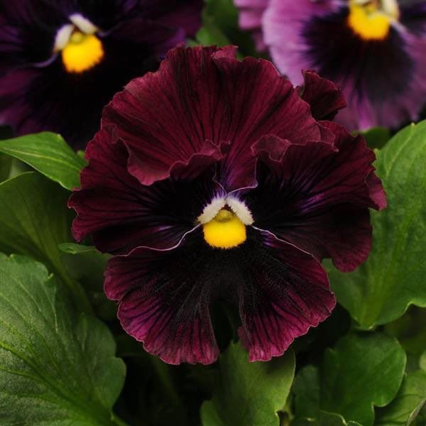 Pansy Frizzle Sizzle Burgundy