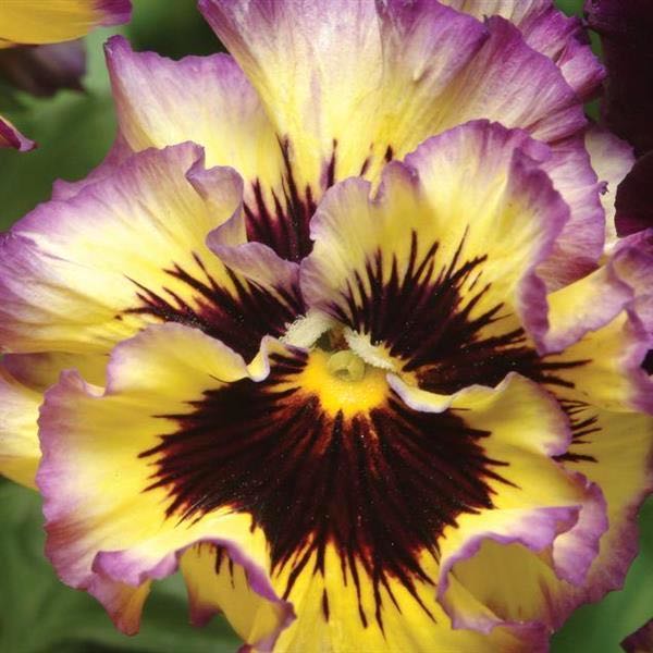 Frizzle Sizzle Lemonberry pansy Pansy Frizzle Sizzle Lemonberry