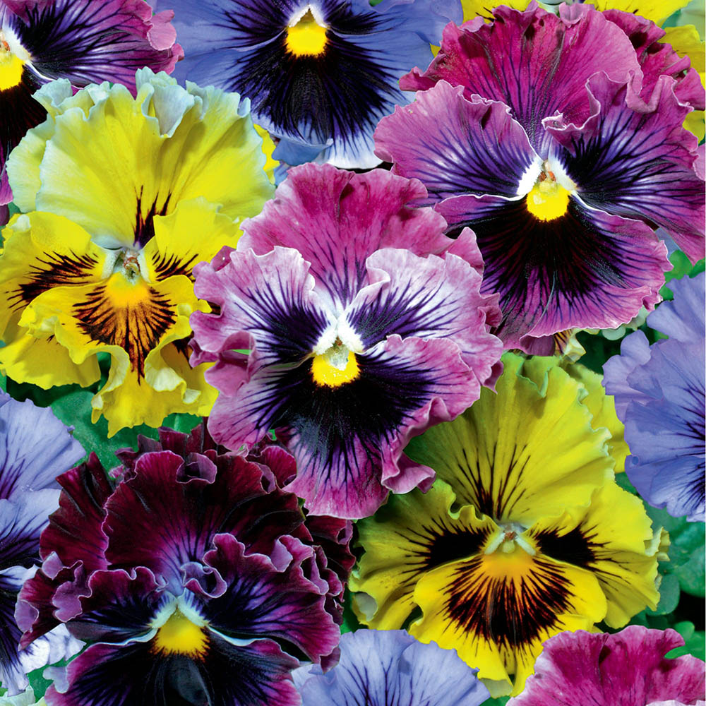 Frizzle Sizzle Mix Improved pansy Pansy Frizzle Sizzle Mix Improved