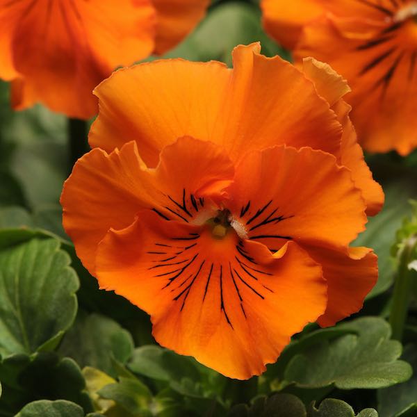 Frizzle Sizzle Orange pansy Pansy Frizzle Sizzle Orange