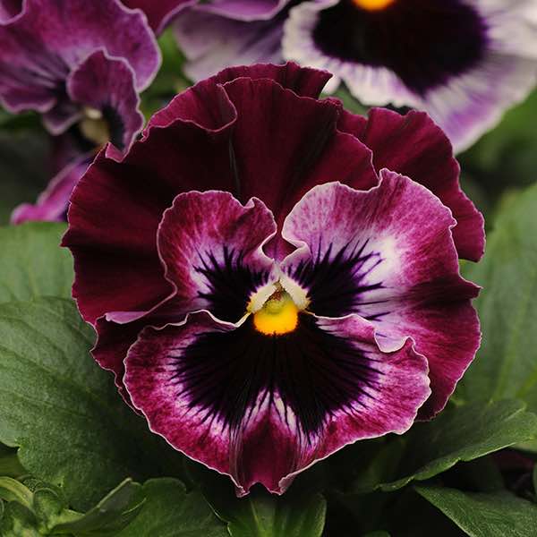 Frizzle Sizzle Raspberry pansy Pansy Frizzle Sizzle Raspberry