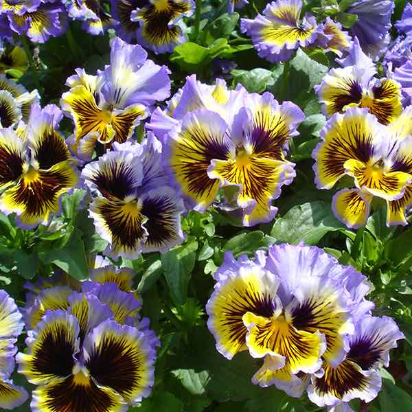 Frizzle Sizzle Yellow Blue Swirl pansy Pansy Frizzle Sizzle Yellow Blue Swirl