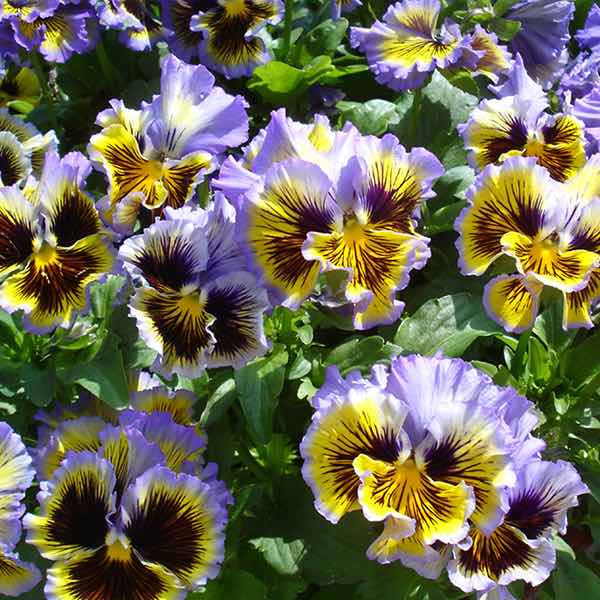 Pansy Frizzle Sizzle Yellow Blue Swirl