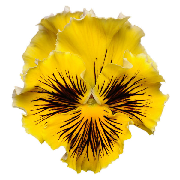 Pansy Frizzle Sizzle Yellow