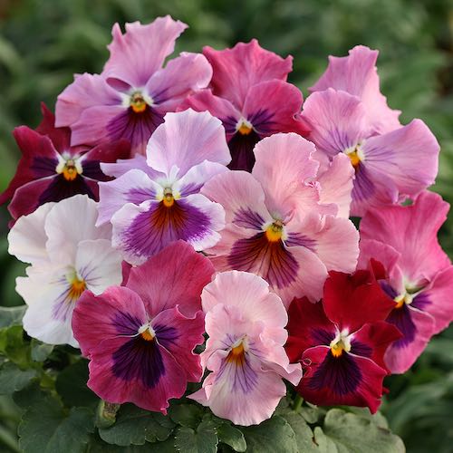 Pansy Seeds 27 Pansies Annual Flower Seeds