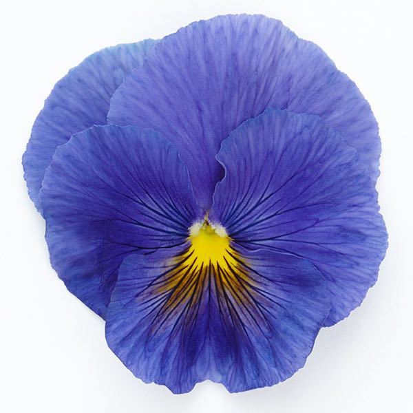 Viola x wittrockiana Inspire Plus True Blue