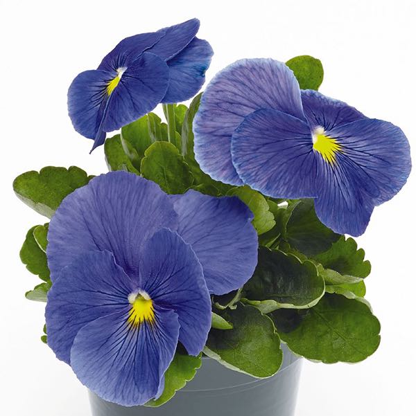 Pansy Inspire Plus True Blue