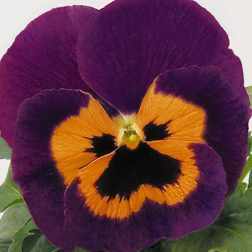 Inspire Purple with Orange pansy Viola x wittrockiana Inspire Purple with Orange