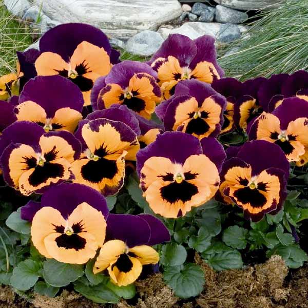 Pansy Inspire Purple with Orange