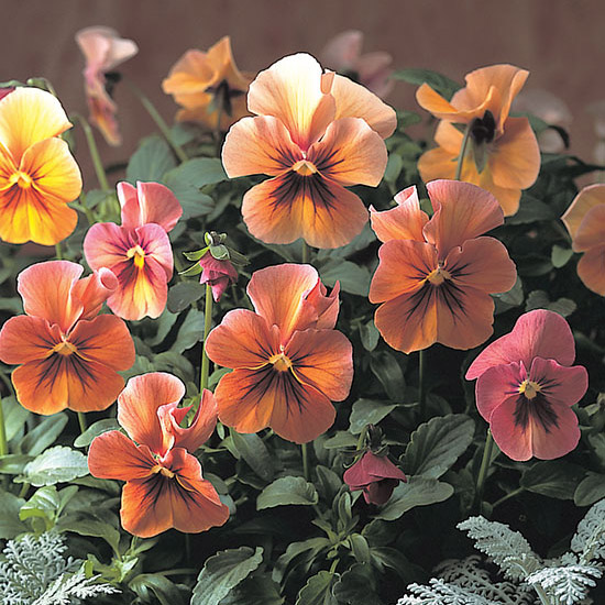 Pansy Nature Antique Shades