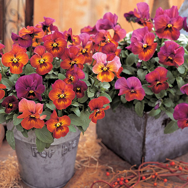 Pansy Nature Mulberry Shades