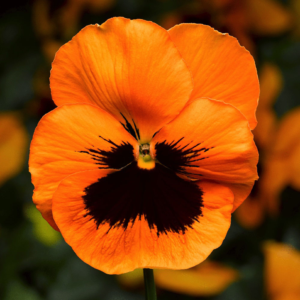 Pansy Select Orange With Blotch