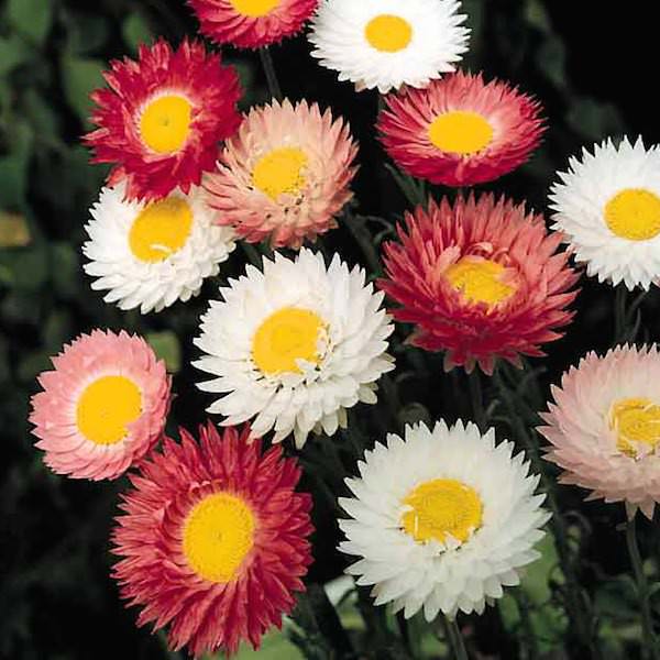 Giant Double Mix paper daisy flowers