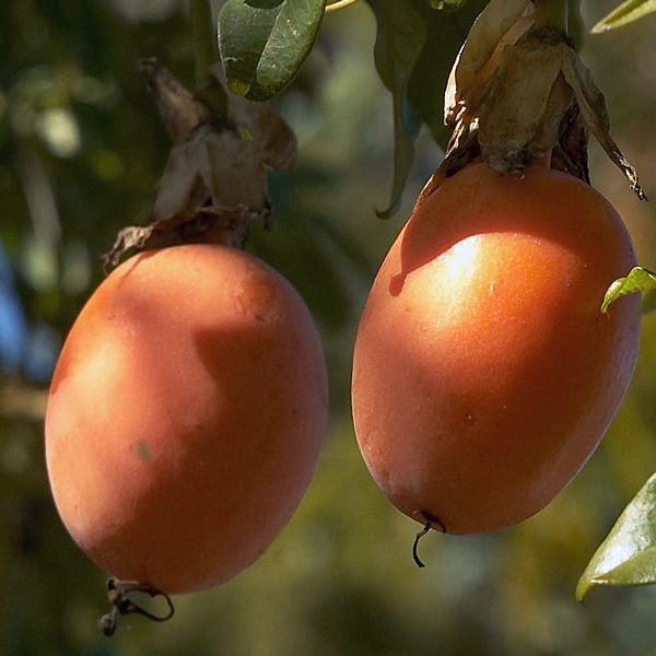 Passiflora caerulea fruit