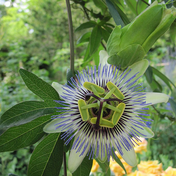 Blue Crown passion flower leaf, flower, and bud Passiflora caerulea passion vine