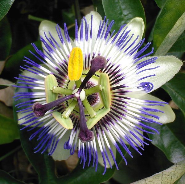 Passiflora caerulea passion flower