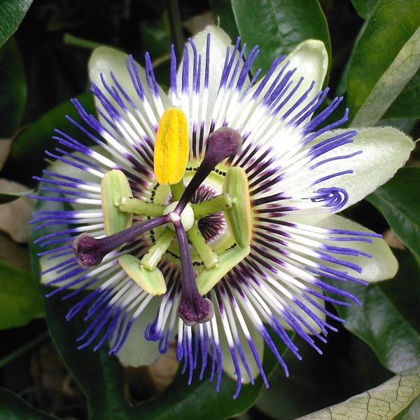 Blue Crown passion flower Passiflora caerulea passion flower
