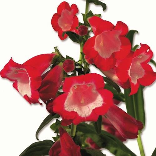 Arabesque Red penstemon Penstemon Arabesque Red - Penstemon hartwegii