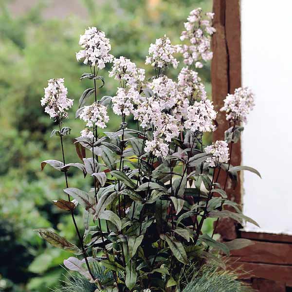 Penstemon Mystica - Penstemon digitalis