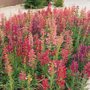 Rondo penstemon Penstemon Rondo - Penstemon barbatus