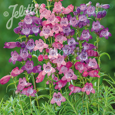 Penstemon Sunburst Colours - Penstemon x mexicale