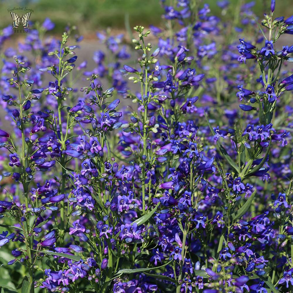 Penstemon Twizzle Blue - Penstemon barbatus