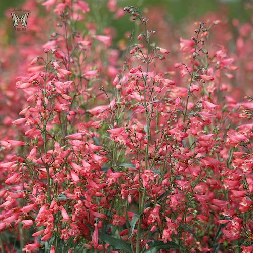 Penstemon Twizzle Coral - Penstemon barbatus