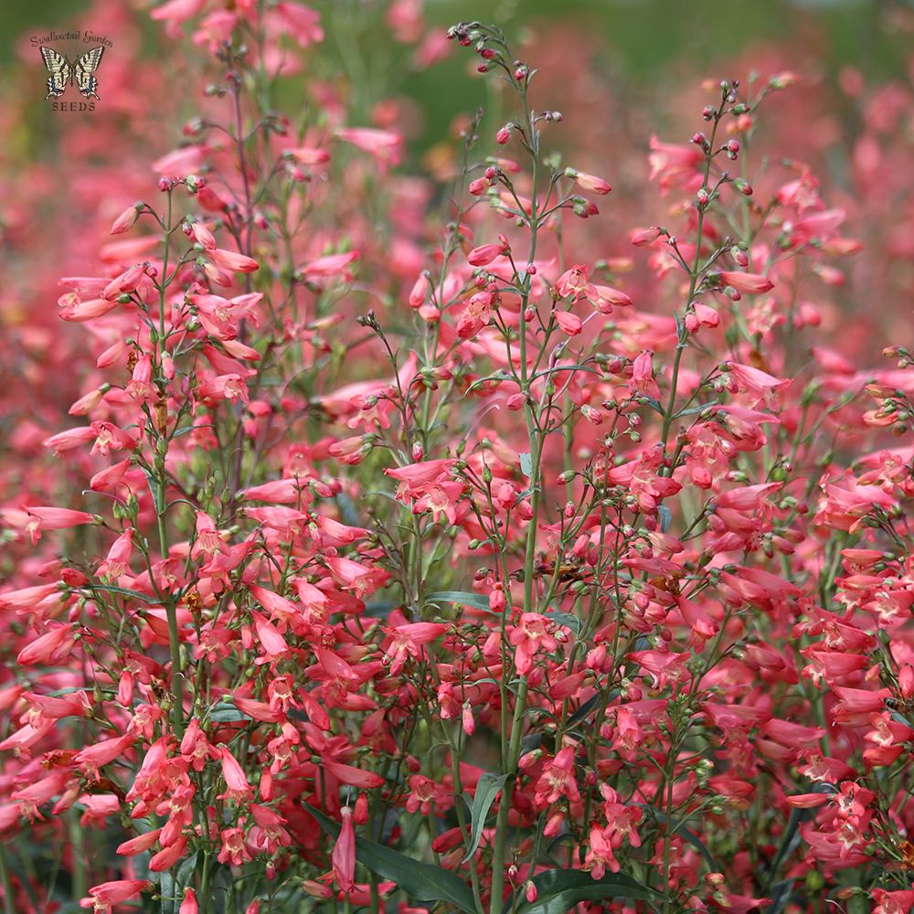 Penstemon Twizzle Coral - Penstemon barbatus