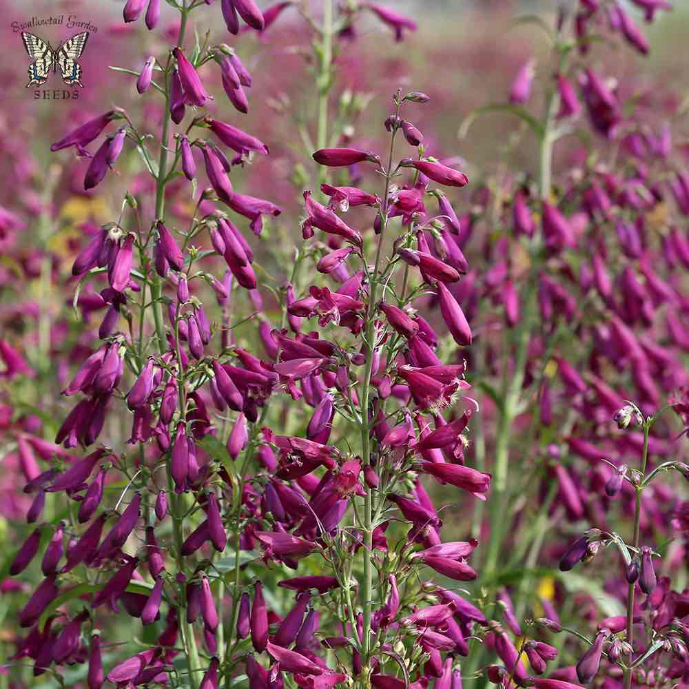 Penstemon Twizzle Purple - Penstemon barbatus